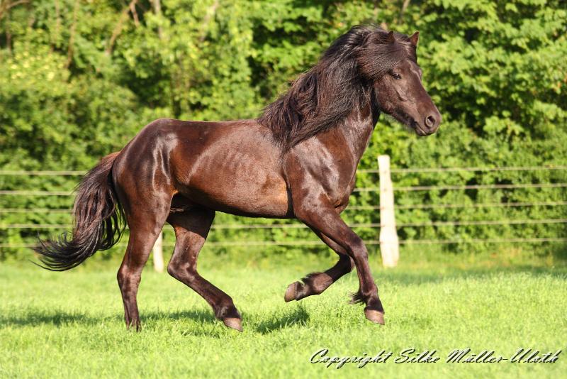 Askur von Heidmoor.jpg